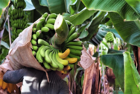 ALDI SUISSE: Einsatz für faire Löhne bei Bananenplantagen