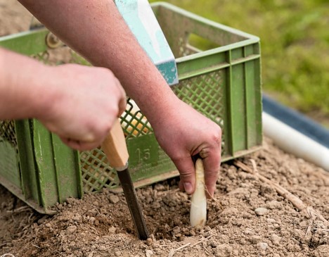 Österreich: Spargelsaison am Start - Regionaler Spargel ab April im Handel