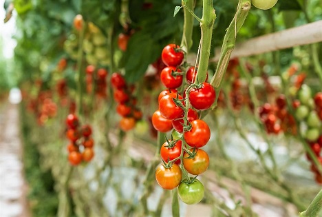 AMA Marketing: Tomaten bleiben Lieblingsgemüse - Landwirtschaft passt sich an Herausforderungen an