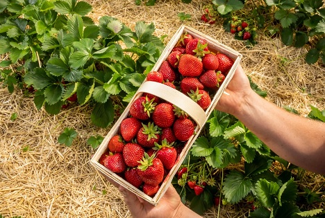 AMA-Marketing: Regionale Erdbeeren heuer besonders gefragt