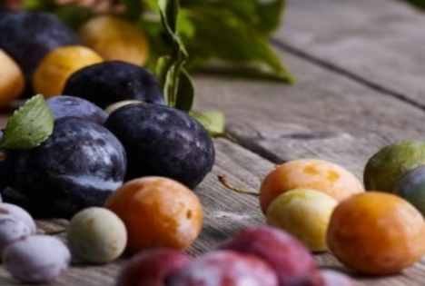 ARCHE NOAH: 74 Prozent der österreichischen Obstvielfalt massiv bedroht