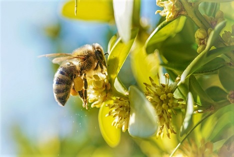 Agraya: Biologische Vielfalt fördern – mit globalen Partnerschaften und lokalen Wurzeln