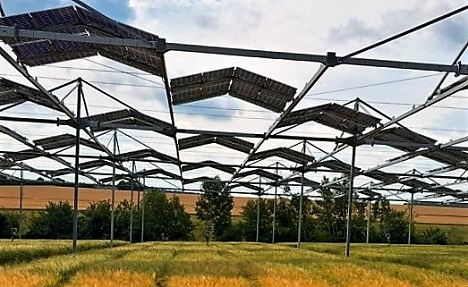 Uni Hohenheim Feldstudie: Ackerpflanzen unter Teilbeschattung in Agroforst- und Agri-PV-Systemen anpassungsfähiger als gedacht