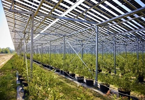 Ein Jahr Agri-PV Bodensdorf: Erfolgsmodell verbindet Landwirtschaft, Klimaschutz und regionale Energieversorgung