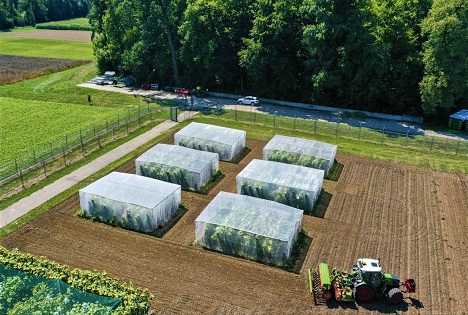 Agroscope: Feldversuch mit cisgener Kartoffel - Nachhaltige Krankheitsresistenzen als Ziel
