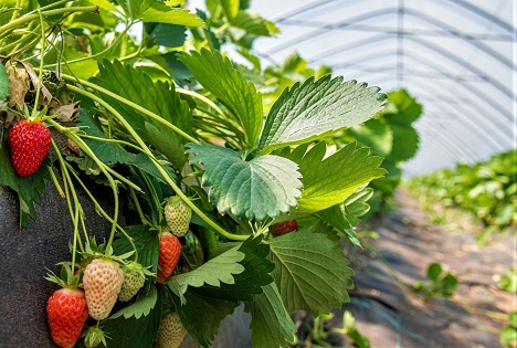 LWK Niedersachsen: Heimische Erdbeeren überzeugen mit Qualität und Sortenvielfalt