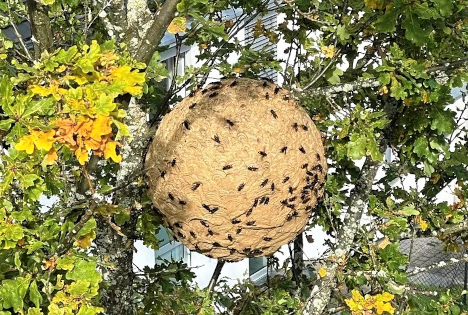 „Maßnahmenpaket zur Bekämpfung der Asiatischen Hornisse wird fortgeführt“