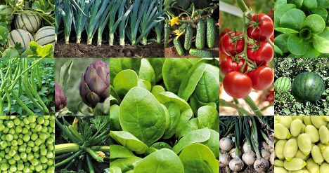 BASF | Nunhems investiert 40 Millionen Euro in Next-Gen-Anlagen zur Saatgutaufbereitung in den Niederlanden