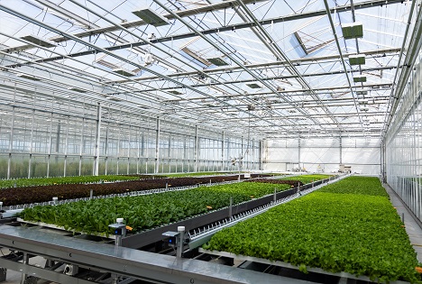 BASF | Nunhems erweitert Salatzüchtungskapazitäten mit neuem Gewächshaus