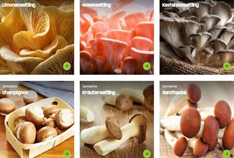 BDC-Kampagne: Refresh der Verbraucher-Seite „Gesunde Pilze“