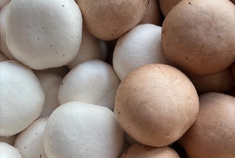 Deutsche Champignonernte 2025 stabil