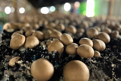 BDC: Speisepilze made in Germany - Viel Handarbeit für erstklassige Qualität