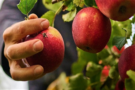 FÖKO: Neue Apfelsorten, ein Name - Bio Stars® starten in die Vermarktung