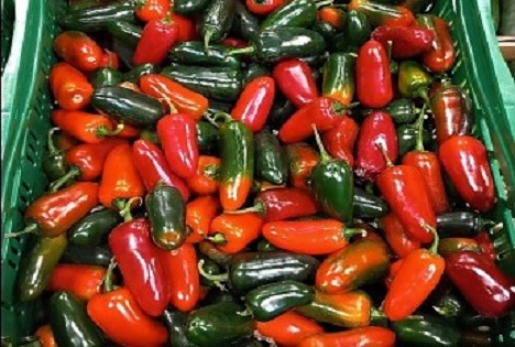 „Black Bullet“-Chilis mit markanter Optik begeistern in Frankfurt mit knackigem Biss und milder Schärfe