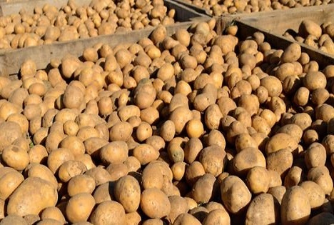 BMLEH: Kartoffelernte 2026 unter herausfordernden Bedingungen