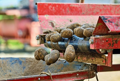 BOGK erwartet niedrige Kartoffelernte wegen extremer Trockenheit und geringeren Anbauflächen