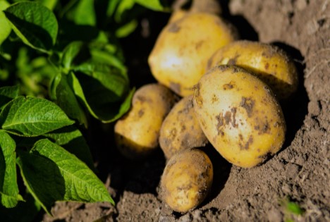 BKE: Verfügbarkeit heimischer Bio-Kartoffeln bis in den Frühsommer gesichert