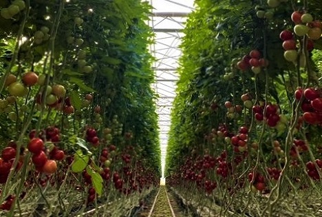 Regionale Bio-Tomaten werden knapp – Bio.Fru.Pro fordert mehr Planungssicherheit