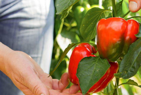 Regionales Bio-Fruchtgemüse hat wieder Saison: Erzeugerverband Bio.Fru.Pro will wachsen