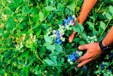 Die größte Blaubeerkonferenz in diesem Teil der Welt findet im März in Polen statt