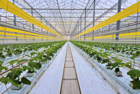 Bördegarten startet in die neue Gurkensaison