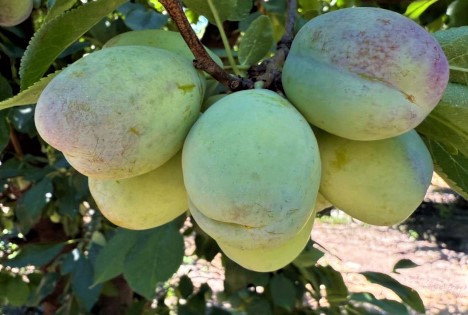 Produktionsabstand zwischen Chile und seinen direkten Konkurrenten bei Trockenpflaumen vergrößert sich