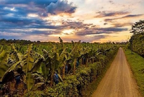 Chiquita & The Banana Factory schenken Bananen ein zweites Leben