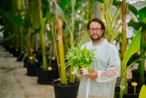 Durchbruch in der Forschung: Yelloway vervollständigt das Pangenom der Banane