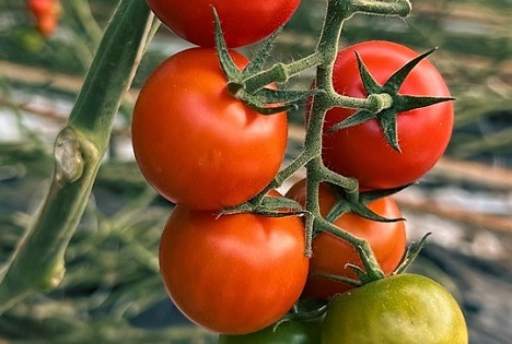 EuRH: Obst und Gemüse - Erzeuger-Organisationen gegenüber Großhändlern weiter im Nachteil