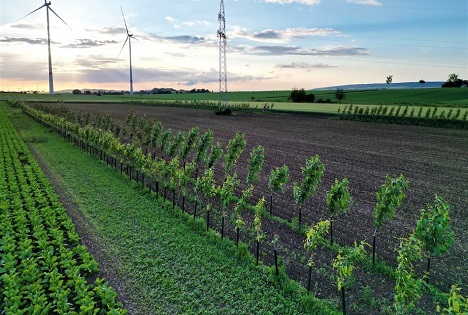 Landwirtschaft widerstandsfähiger gestalten: EDEKA startet Agroforst-Pilotprojekt