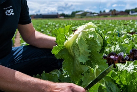 Enza Zaden stellt vor: Nasonovia-resistente Sorten bei Eissalat