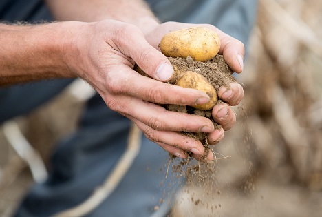 Aus Karmark wird EUROPLANT Scandinavia
