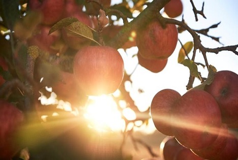 FÖKO: Qualität, Herkunft, Innovation - Bio-Apfelernte 2026 mit regionalen Unterschieden