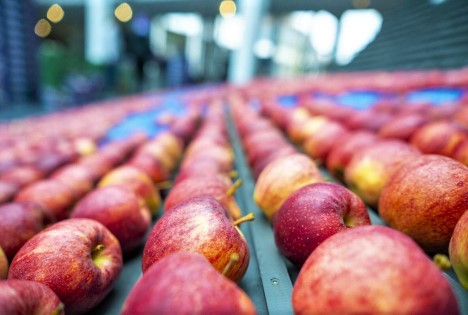 Stabile Ernte und hohe Qualität treffen im Obstbau auf ein herausforderndes Umfeld