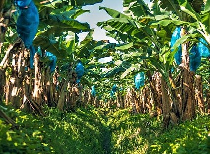 Fyffes strebt bis 2035 regenerative Landwirtschaft auf eine Fläche von 13.000 ha an