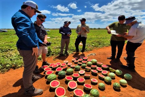 „Seedless is More“: Wie Hazera die Kategorie der Mini-Wassermelonen neu definiert