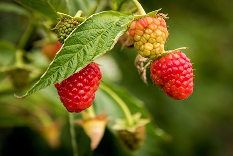 LWK Niedersachsen: Himbeeren - Anbau immer öfter im Folientunnel
