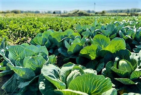 Leibniz-Institut IGZ: Weißkohl und Knollensellerie - Roggenmulch stabilisiert Gemüseerträge