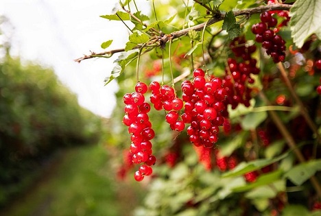 SOV: Mehr Strauchbeeren aus Schweizer Produktion als im Vorjahr erwartet