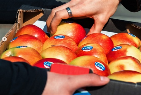 Neue Ernte: Kanzi® blickt zuversichtlich auf die Saison 2026-2027