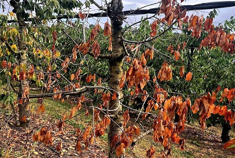 LK Österreich: Massive Ertragsausfälle bei Obst und Gemüse erwartet