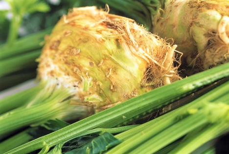 Knollensellerie: Bodenständig im besten Sinne - Ein Wintergemüse mit Substanz auch in Zahlen