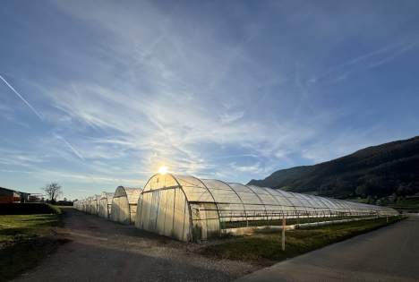 Schweiz: 50 Jahre Gewächshausurteil - Wie ein Bundesgerichtsentscheid die Gemüseproduktion prägt