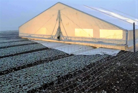 Schweiz: Premium statt Masse - Aargauer Nüsslisalat macht Karriere im Winterregal