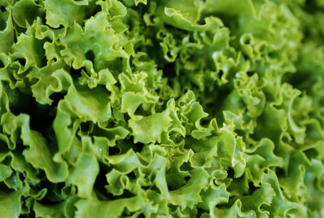 Schweiz: Salat - Die neue Saison beginnt