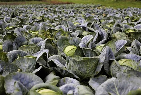 Schweiz: Weißkabis – Obwohl es als Wintergemüse bekannt ist, hat Kabis das ganze Jahr über Saison
