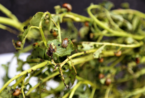 Schweiz: Spritzmittelproblematik beschäftigt Kartoffelproduktion