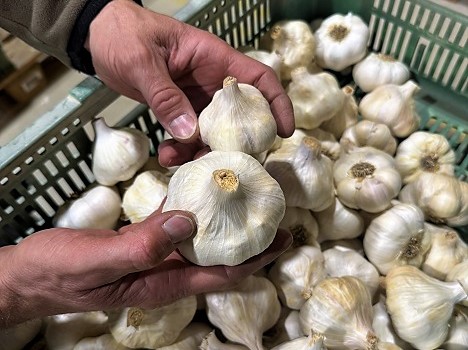 Schweiz: Knoblauch aus der Nische