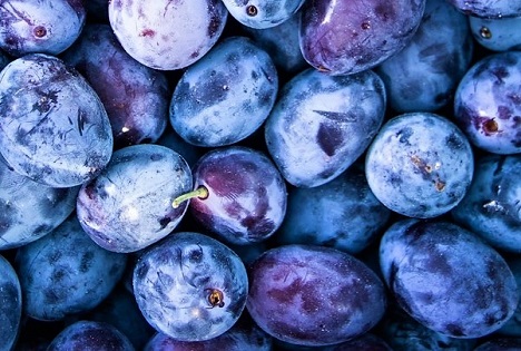 Schweiz: Zwetschgen - Das blaue Wunder