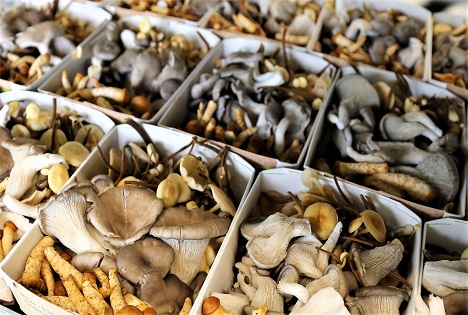 Pilze in der Schweizer Ernährung: Gesunde Vielfalt im Trend